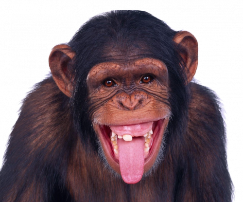 funny dark monkey laugh